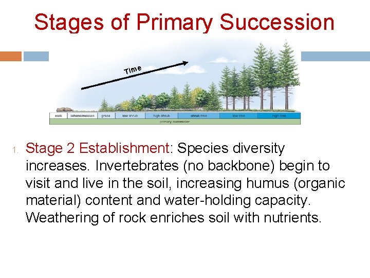 Stages of Primary Succession e Tim 1. Stage 2 Establishment: Species diversity increases. Invertebrates