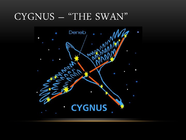 CYGNUS – “THE SWAN” 