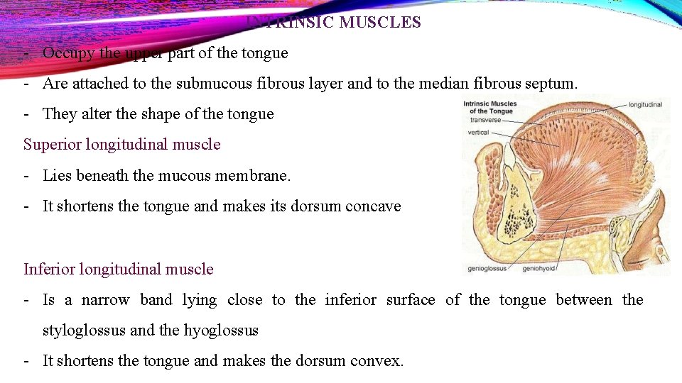 INTRINSIC MUSCLES - Occupy the upper part of the tongue - Are attached to