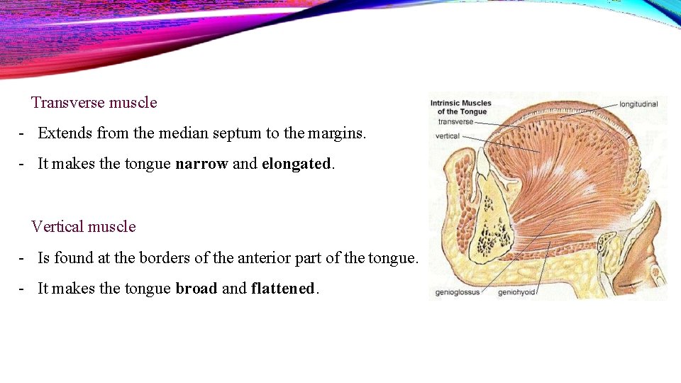 Transverse muscle - Extends from the median septum to the margins. - It makes