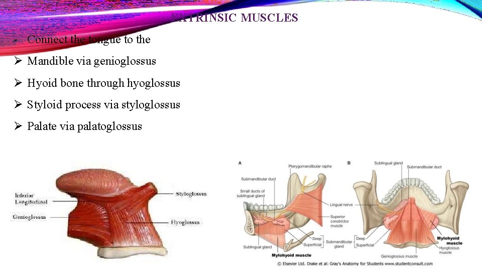 EXTRINSIC MUSCLES - Connect the tongue to the Mandible via genioglossus Hyoid bone through