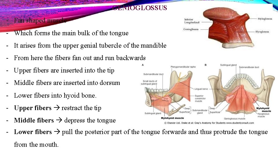 GENIOGLOSSUS - Fan shaped muscle - Which forms the main bulk of the tongue