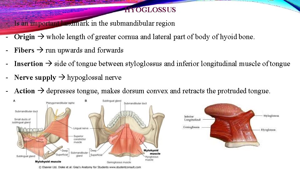 HYOGLOSSUS - Is an important landmark in the submandibular region - Origin whole length