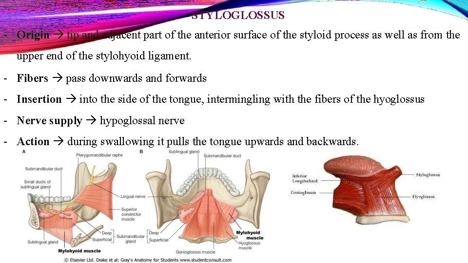 STYLOGLOSSUS - Origin tip and adjacent part of the anterior surface of the styloid