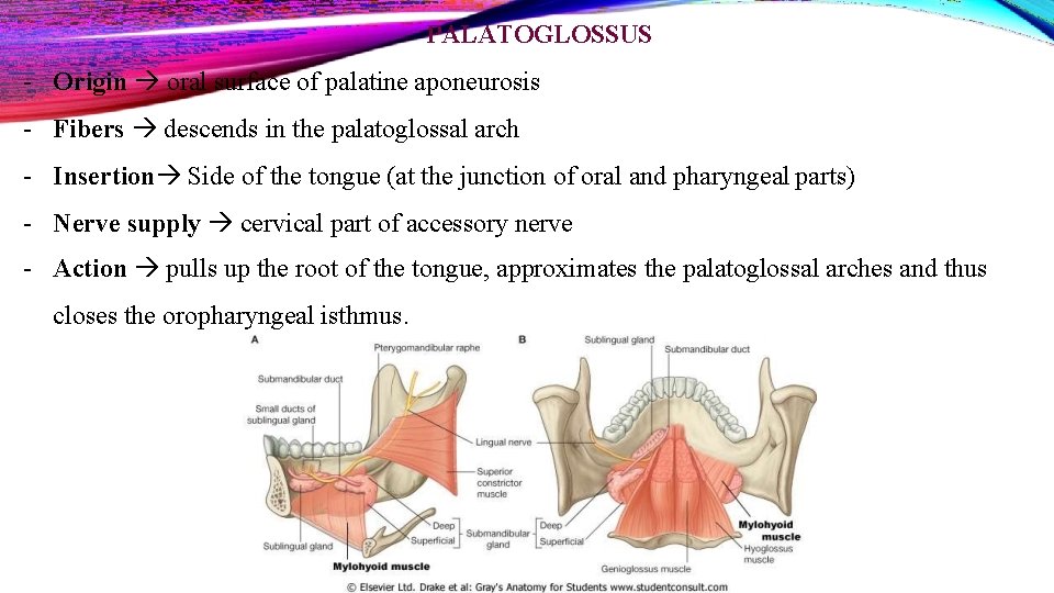 PALATOGLOSSUS - Origin oral surface of palatine aponeurosis - Fibers descends in the palatoglossal