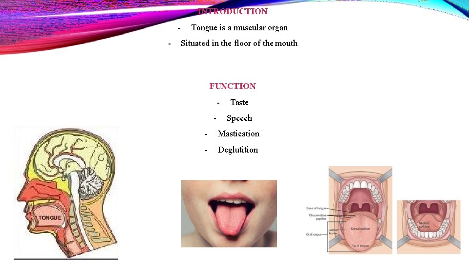 INTRODUCTION - Tongue is a muscular organ Situated in the floor of the mouth