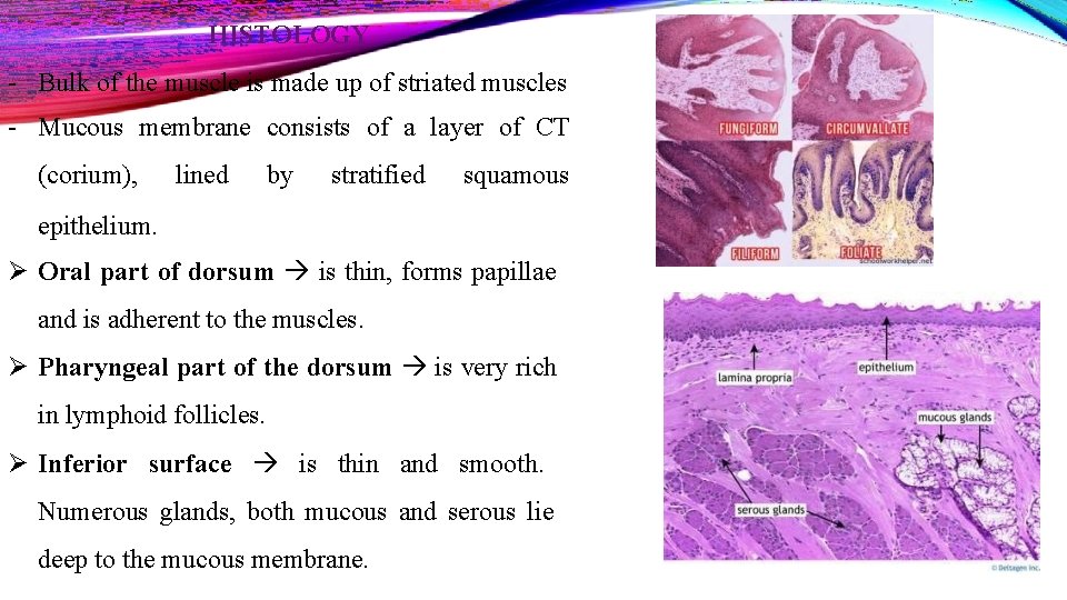 HISTOLOGY - Bulk of the muscle is made up of striated muscles - Mucous