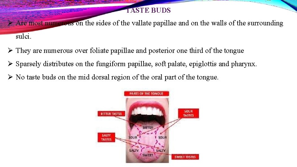 TASTE BUDS Are most numerous on the sides of the vallate papillae and on