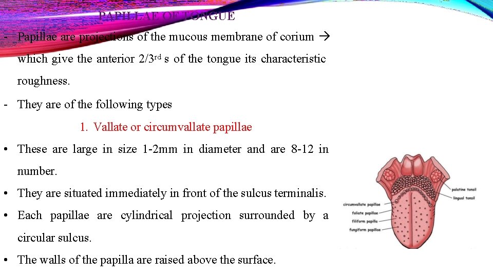 PAPILLAE OF TONGUE - Papillae are projections of the mucous membrane of corium which