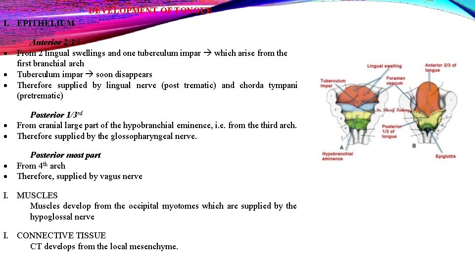 DEVELOPMENT OF TONGUE I. EPITHELIUM Anterior 2/3 rd From 2 lingual swellings and one