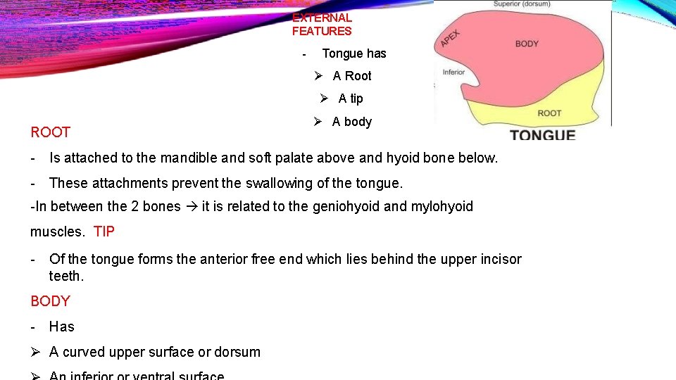 EXTERNAL FEATURES - Tongue has A Root A tip ROOT A body - Is