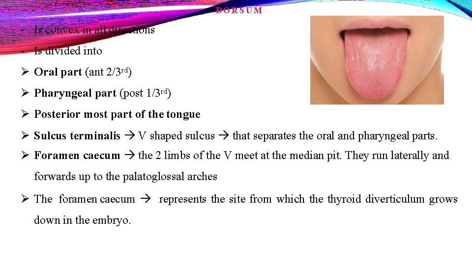 DORSUM - Is convex in all directions - Is divided into Oral part (ant