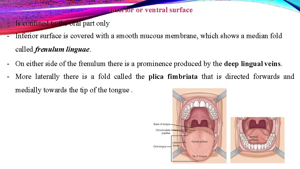 Inferior or ventral surface - Is confined to the oral part only - Inferior