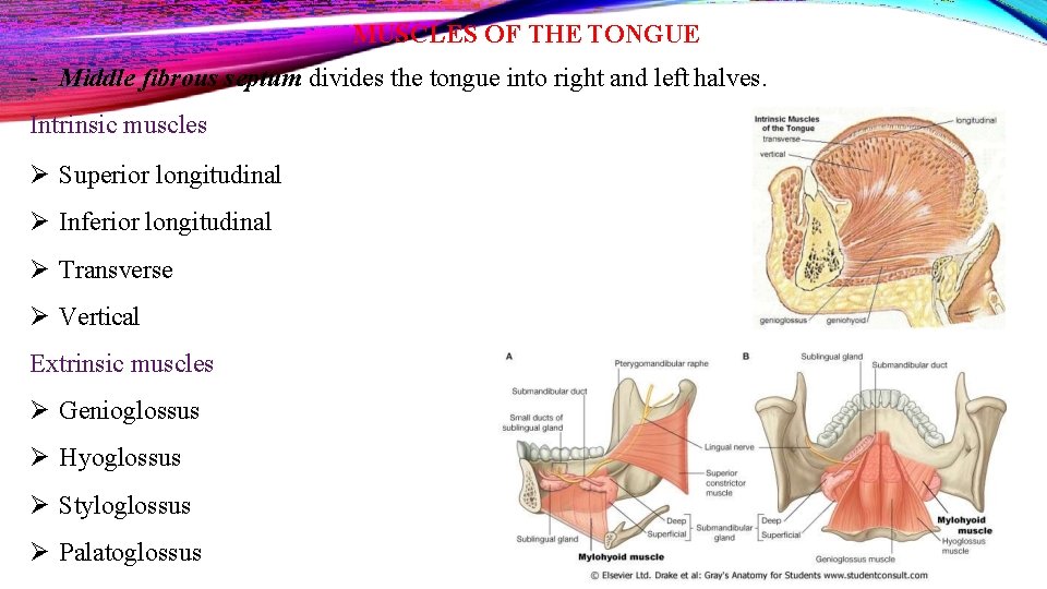 MUSCLES OF THE TONGUE - Middle fibrous septum divides the tongue into right and