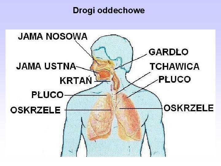 Drogi oddechowe 