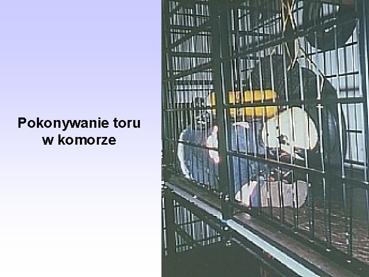 Pokonywanie toru w komorze 