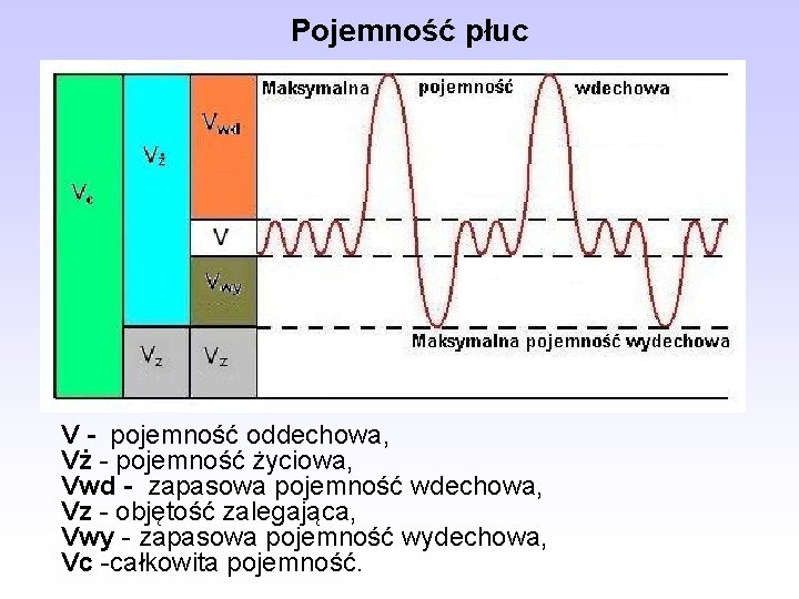 Pojemność płuc V - pojemność oddechowa, Vż - pojemność życiowa, Vwd - zapasowa pojemność