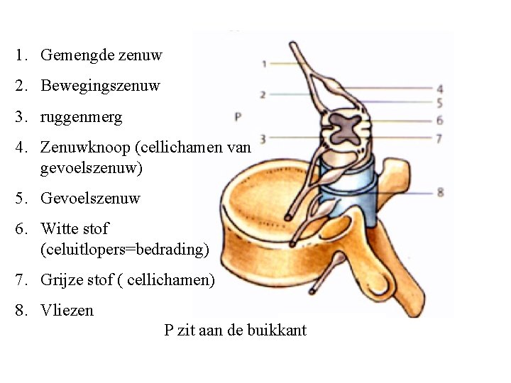 1. Gemengde zenuw 2. Bewegingszenuw 3. ruggenmerg 4. Zenuwknoop (cellichamen van gevoelszenuw) 5. Gevoelszenuw