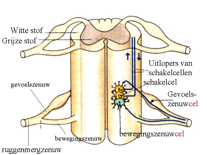 Witte stof Grijze stof Uitlopers van schakelcellen schakelcel Gevoelszenuwcel gevoelszenuw bewegingszenuw ruggenmergzenuw bewegingszenuwcel 