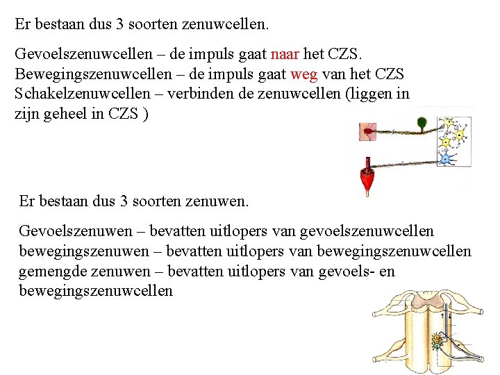 Er bestaan dus 3 soorten zenuwcellen. Gevoelszenuwcellen – de impuls gaat naar het CZS.