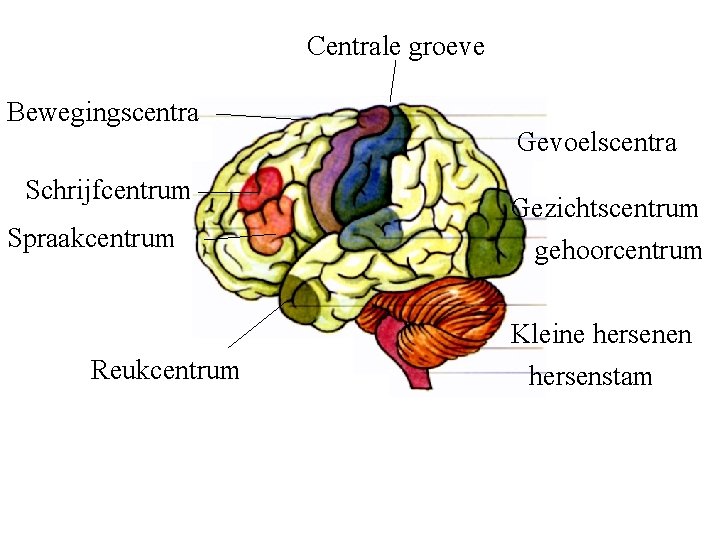 Centrale groeve Bewegingscentra Schrijfcentrum Spraakcentrum Reukcentrum Gevoelscentra Gezichtscentrum gehoorcentrum Kleine hersenen hersenstam 