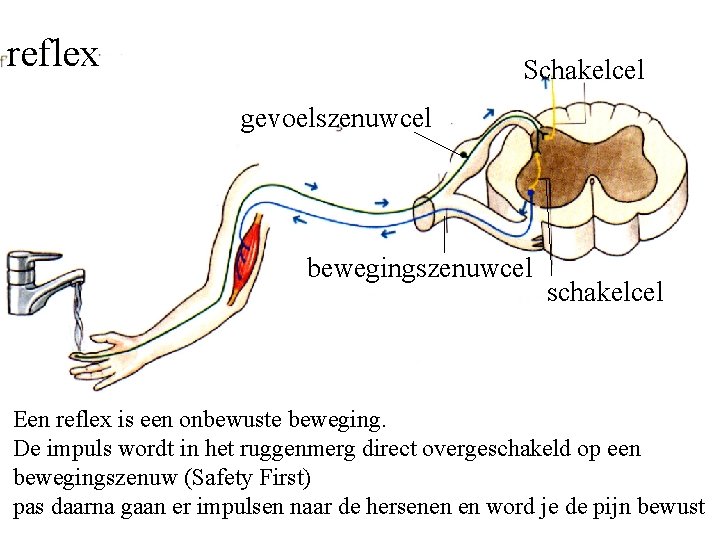 reflex Schakelcel gevoelszenuwcel bewegingszenuwcel schakelcel Een reflex is een onbewuste beweging. De impuls wordt