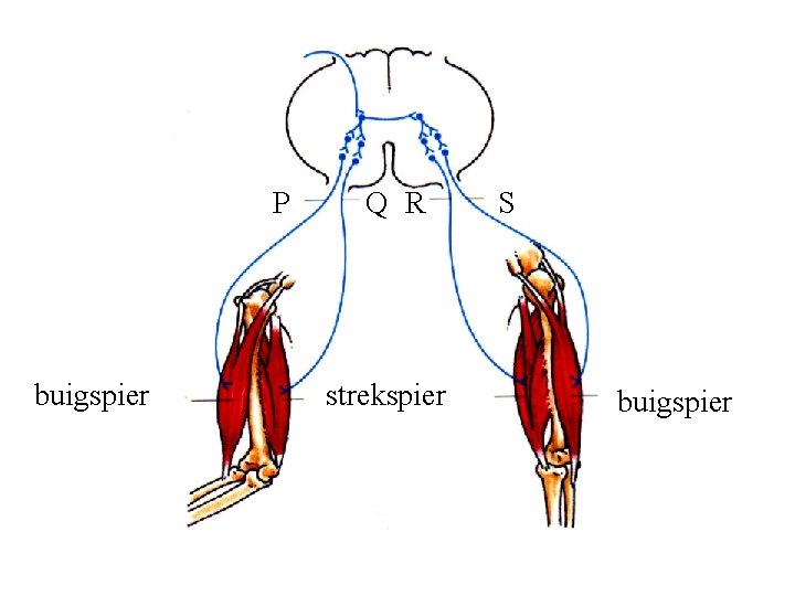 P buigspier Q R strekspier S buigspier 