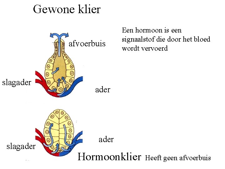 Gewone klier afvoerbuis slagader Een hormoon is een signaalstof die door het bloed wordt