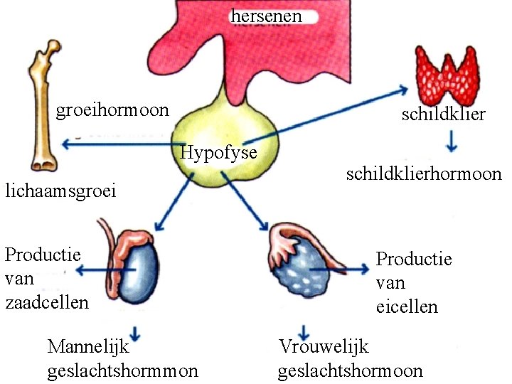 hersenen groeihormoon schildklier Hypofyse lichaamsgroei Productie van zaadcellen Mannelijk geslachtshormmon schildklierhormoon Productie van eicellen