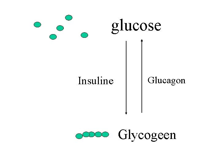 glucose Insuline Glucagon Glycogeen 