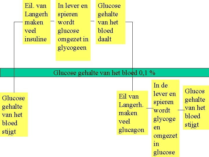 Eil. van Langerh maken veel insuline In lever en spieren wordt glucose omgezet in