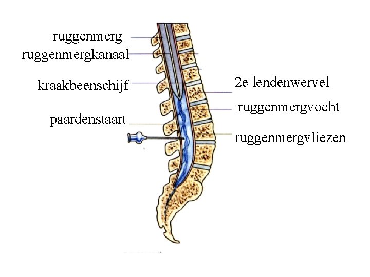 ruggenmergkanaal kraakbeenschijf paardenstaart 2 e lendenwervel ruggenmergvocht ruggenmergvliezen 