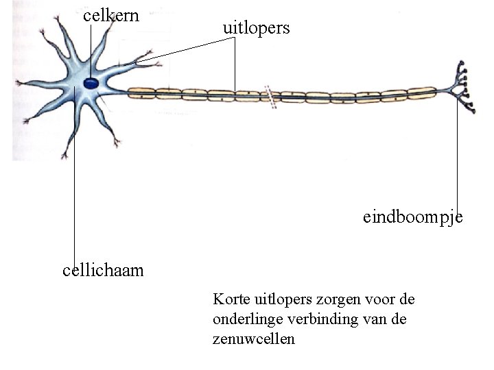 celkern uitlopers eindboompje cellichaam Korte uitlopers zorgen voor de onderlinge verbinding van de zenuwcellen