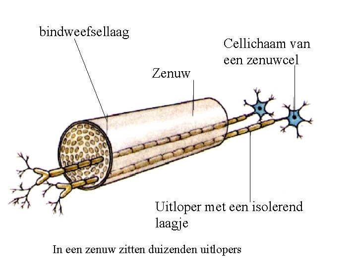 bindweefsellaag Zenuw Cellichaam van een zenuwcel Uitloper met een isolerend laagje In een zenuw