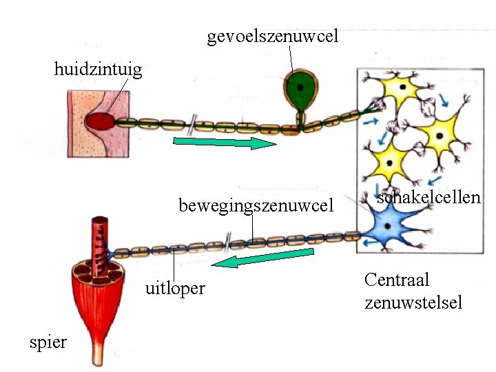 gevoelszenuwcel huidzintuig bewegingszenuwcel uitloper spier schakelcellen Centraal zenuwstelsel 