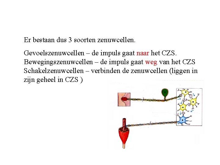 Er bestaan dus 3 soorten zenuwcellen. Gevoelszenuwcellen – de impuls gaat naar het CZS.