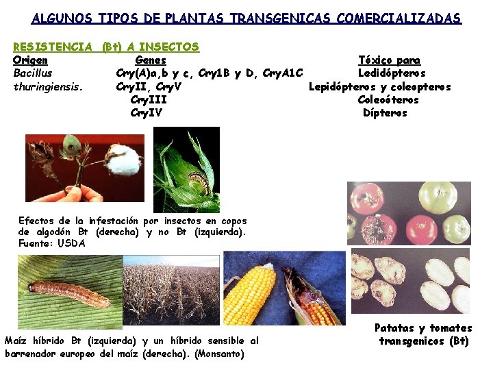 ALGUNOS TIPOS DE PLANTAS TRANSGENICAS COMERCIALIZADAS RESISTENCIA (Bt) A INSECTOS Origen Genes Tóxico para