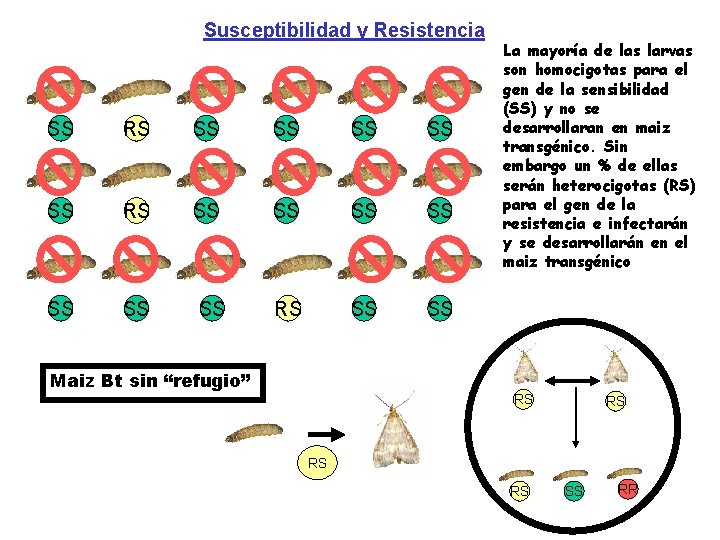 Susceptibilidad y Resistencia SS RS SS SS SS RS SS SS SS Maiz Bt