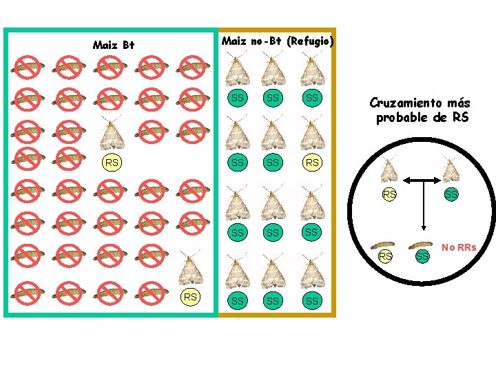 Maiz no-Bt (Refugio) Maiz Bt RS SS SS SS RS Cruzamiento más probable de