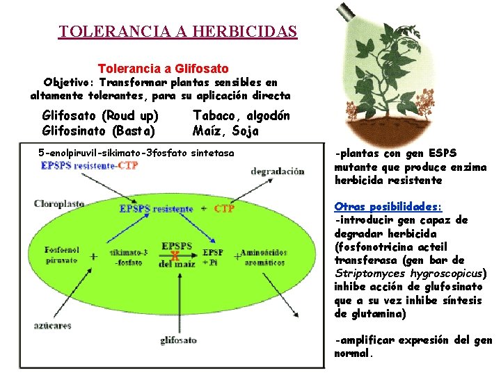 TOLERANCIA A HERBICIDAS Tolerancia a Glifosato Objetivo: Transformar plantas sensibles en altamente tolerantes, para