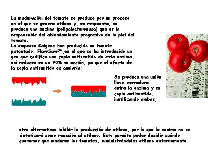 La maduración del tomate se produce por un proceso en el que se genera