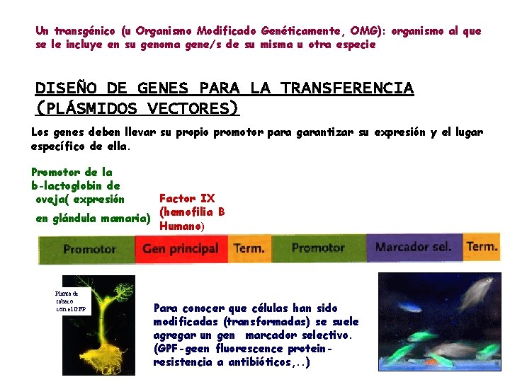 Un transgénico (u Organismo Modificado Genéticamente, OMG): organismo al que se le incluye en