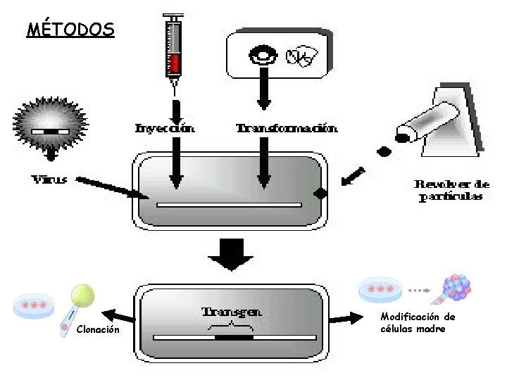 MÉTODOS Clonación Modificación de células madre 