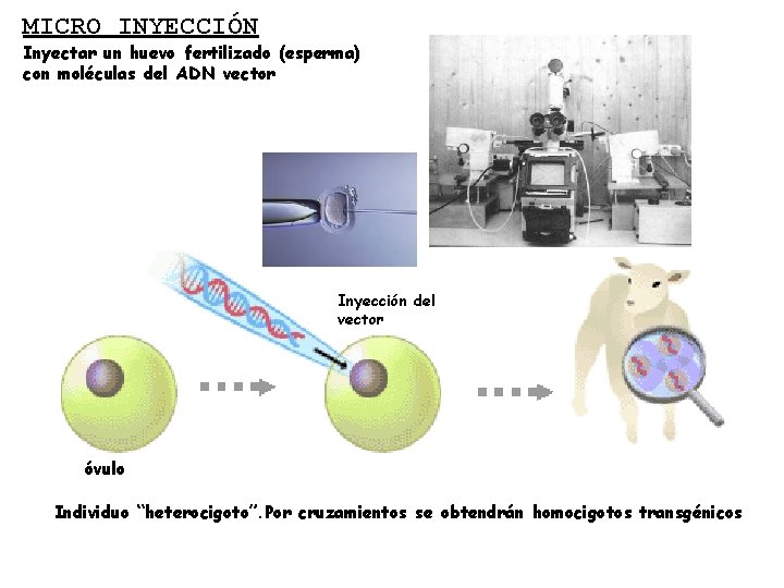 MICRO INYECCIÓN Inyectar un huevo fertilizado (esperma) con moléculas del ADN vector Inyección del