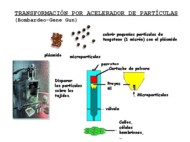 TRANSFORMACIÓN POR ACELERADOR DE PARTÍCULAS (Bombardeo-Gene Gun) cubrir pequeñas partículas de tungsteno (1 micrón)