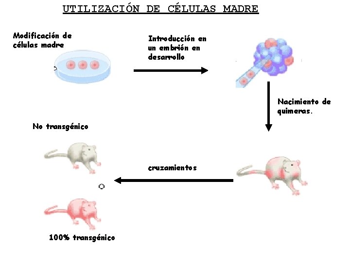 UTILIZACIÓN DE CÉLULAS MADRE Modificación de células madre Introducción en un embrión en desarrollo