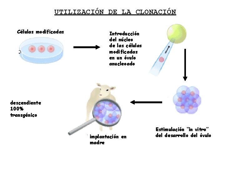 UTILIZACIÓN DE LA CLONACIÓN Células modificadas Introducción del núcleo de las células modificadas en
