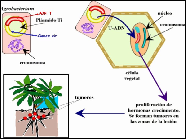 ADN T Genes vir 