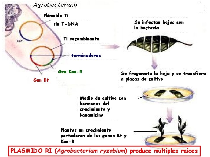 Plásmido Ti Se infectan hojas con la bacteria sin T-DNA Ti recombinante terminadores Gen