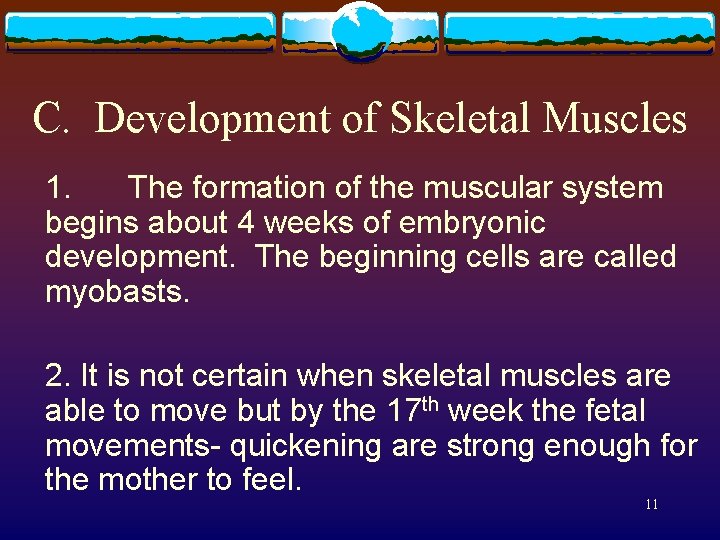 C. Development of Skeletal Muscles 1. The formation of the muscular system begins about